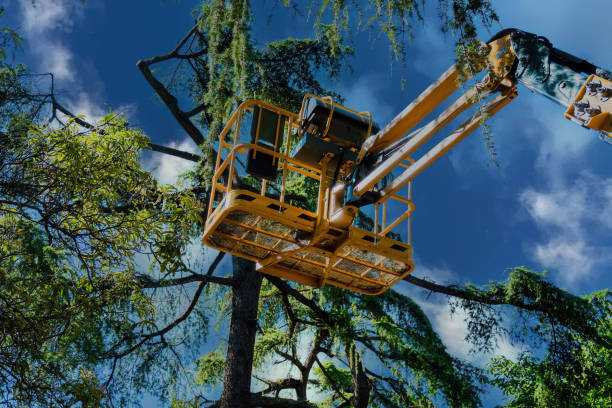 Reliable Kiryas Joel, NY Tree Removal and Landscaping Services Solutions